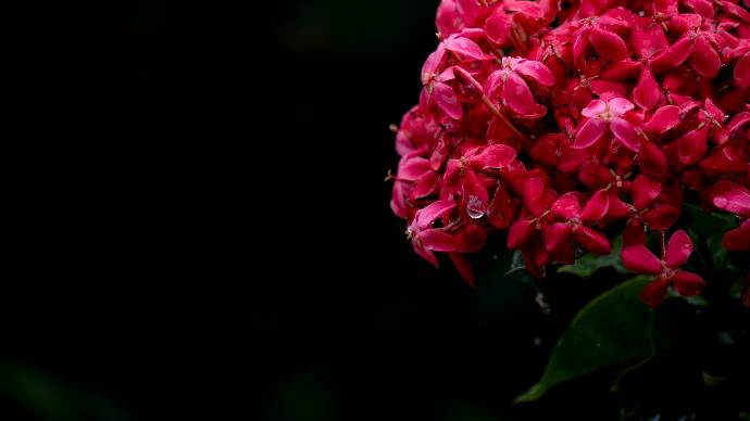 pink flower in tilt shift lens