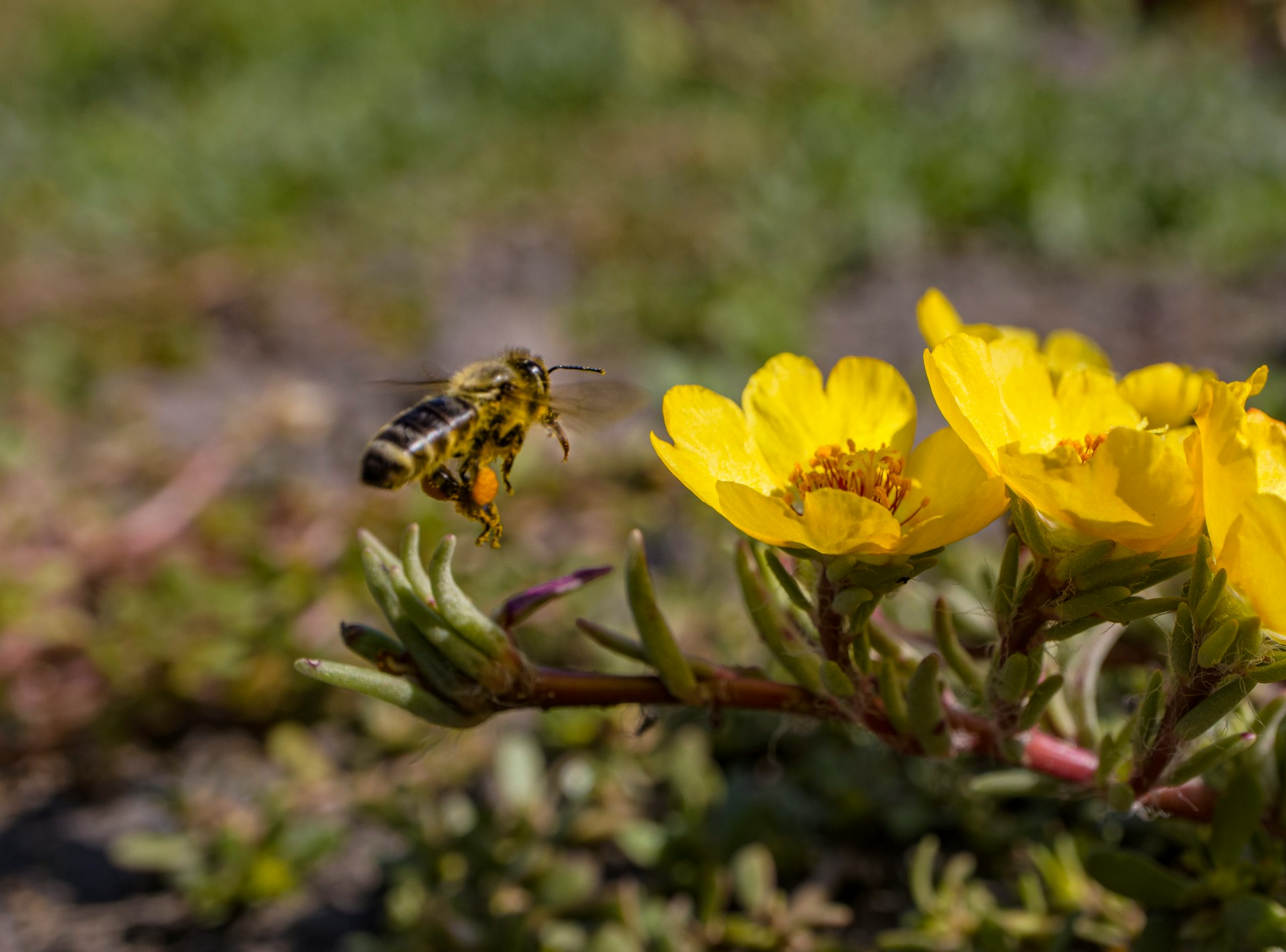 a bee flying over a yellow flower in a field