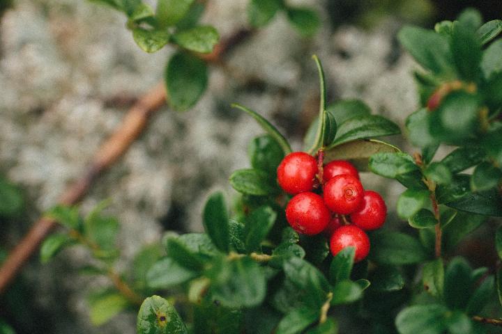 red round fruits on green leaves