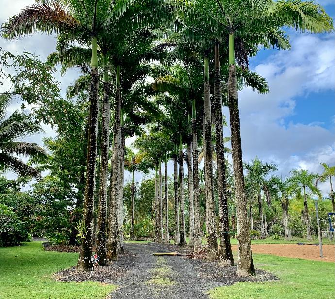 green palm trees on green grass field during daytime