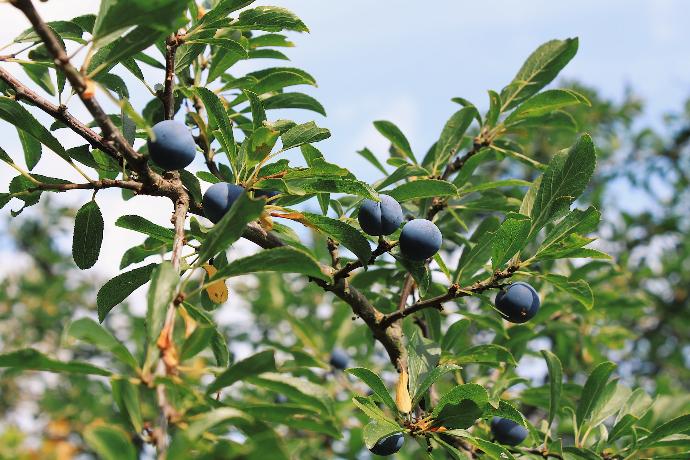 blue berries on a tree