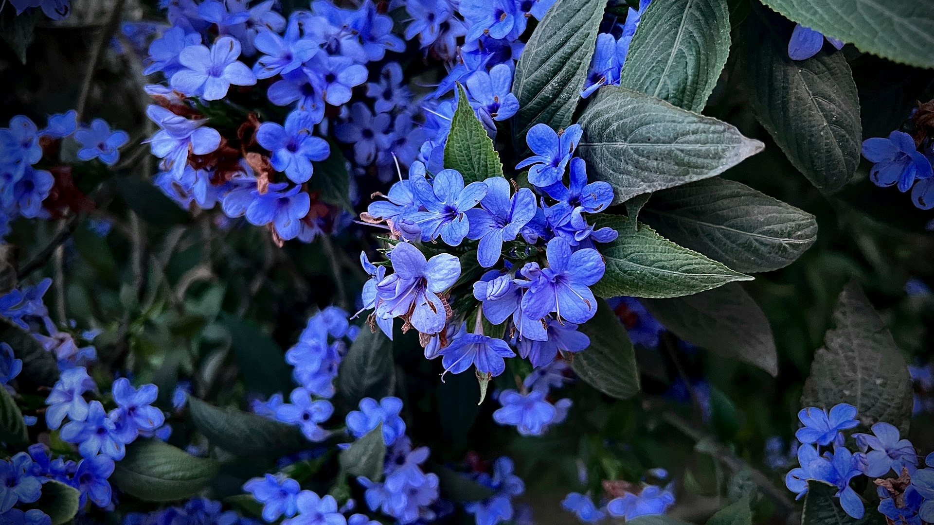 a bunch of blue flowers with green leaves