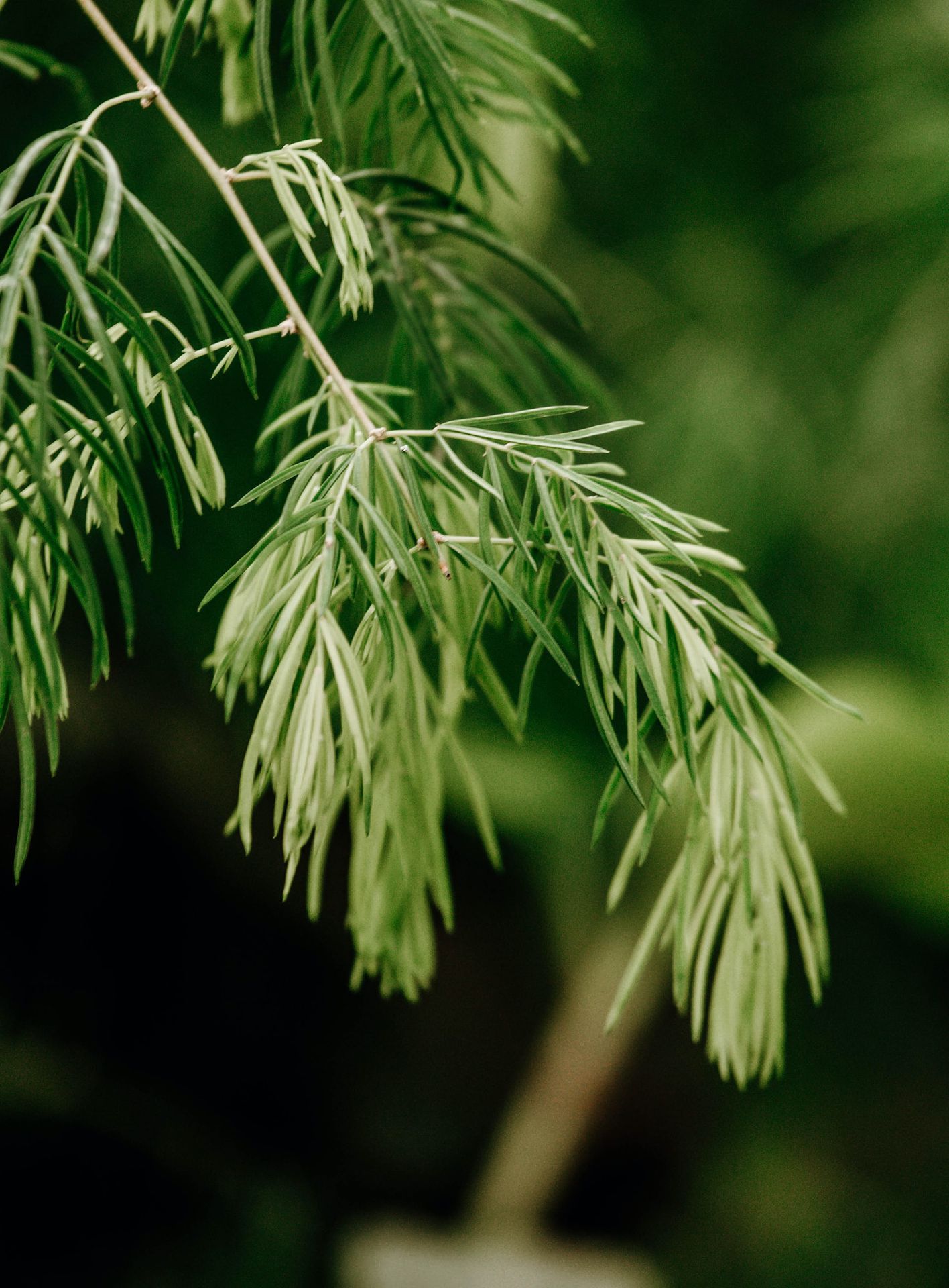 green leaf plant in close up photography