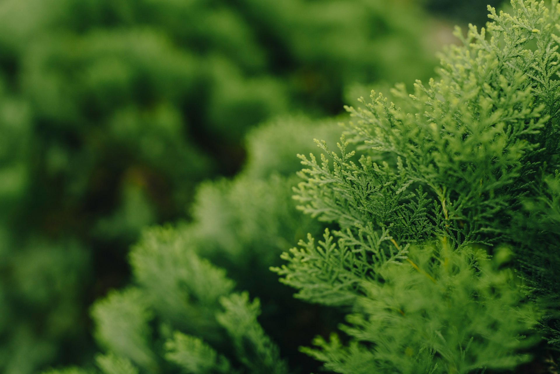 a close up of a tree with green leaves