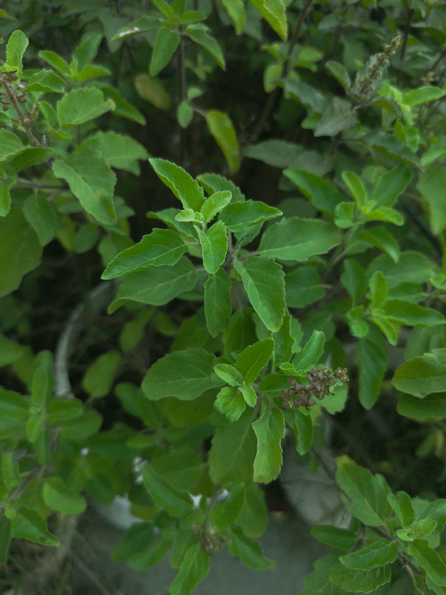 a close up of some green leaves