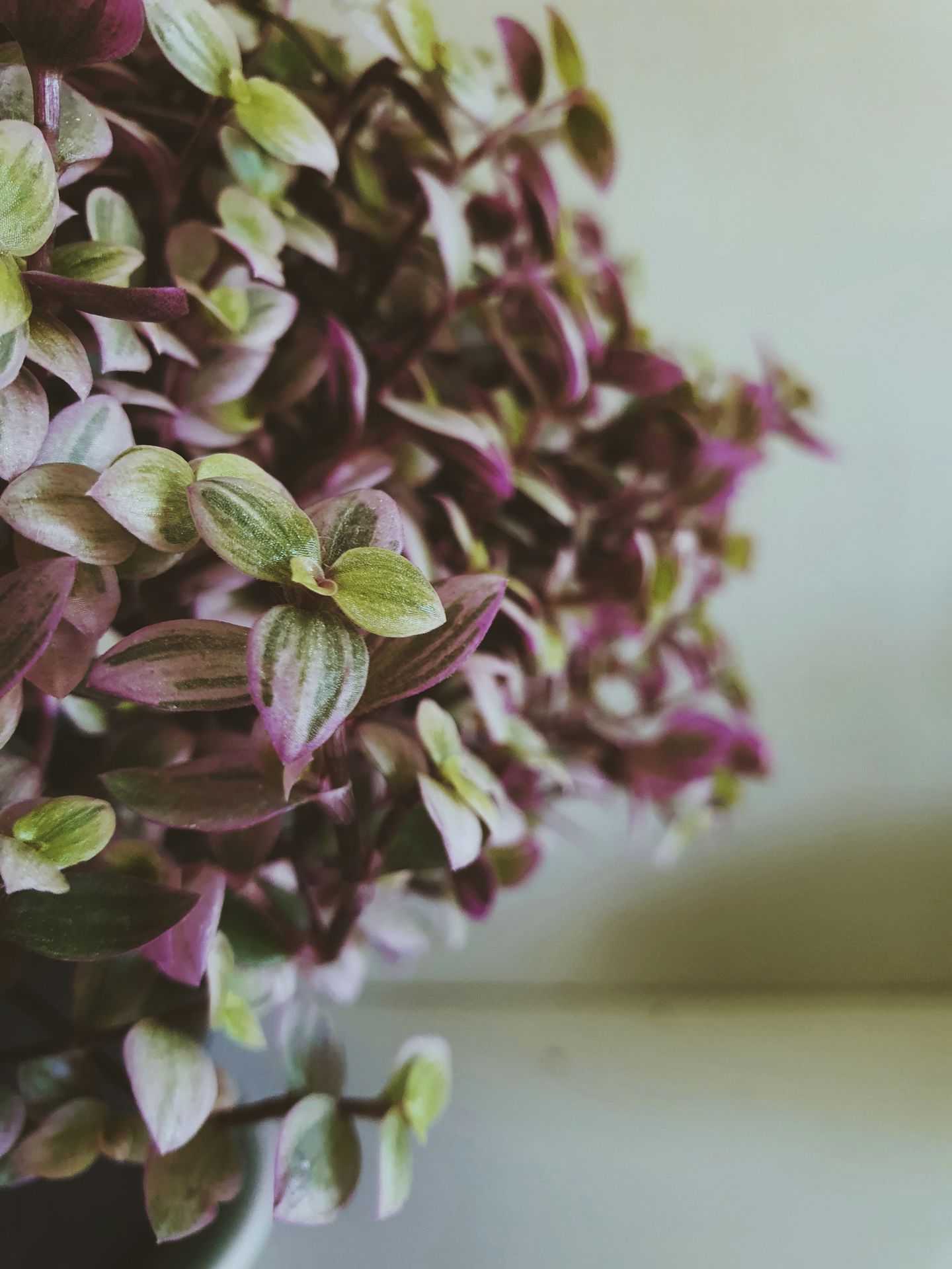 a close up of a purple plant with green leaves