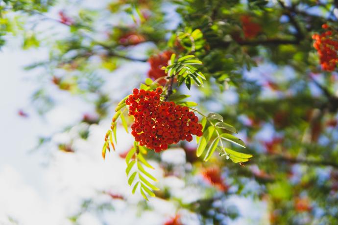 red round fruit in green leaves