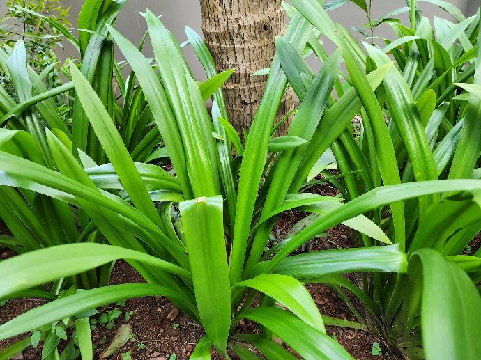 a close up of a green plant near a tree