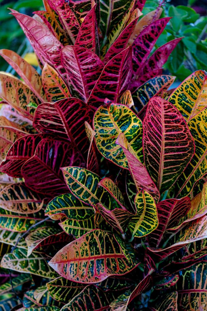 a close up of a colorful plant with leaves