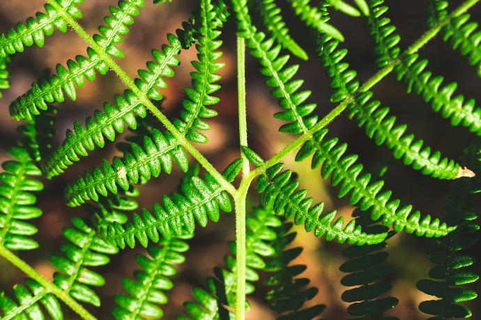 close up photography of fern plant