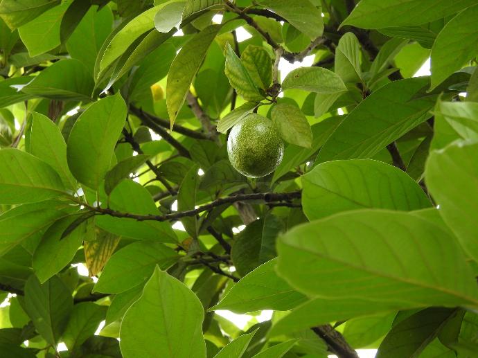 green round fruit on tree