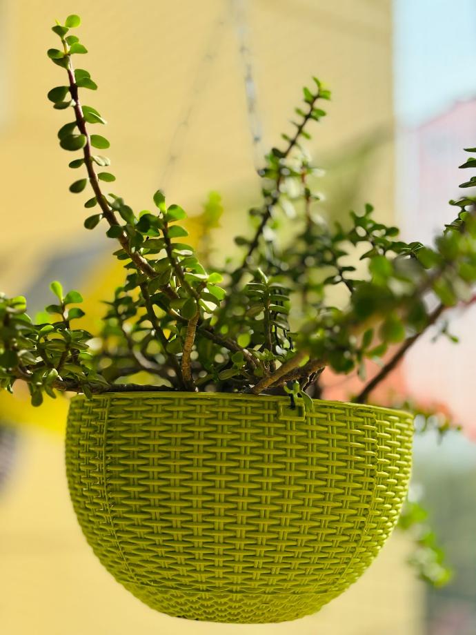 a plant in a green basket hanging from a ceiling
