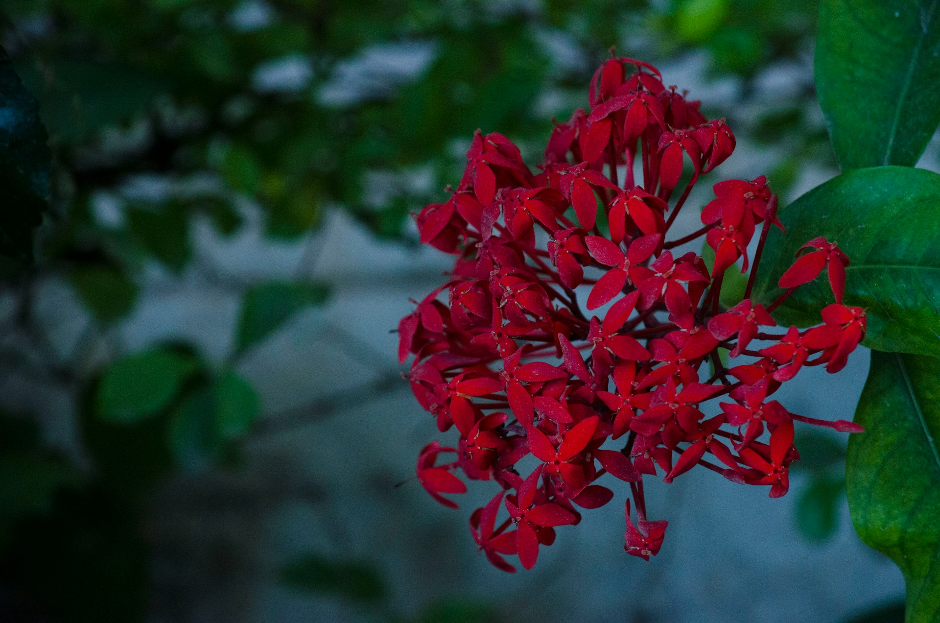 red flowers in tilt shift lens