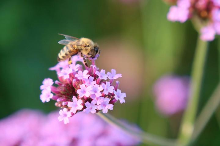 a bee sitting on top of a pink flower