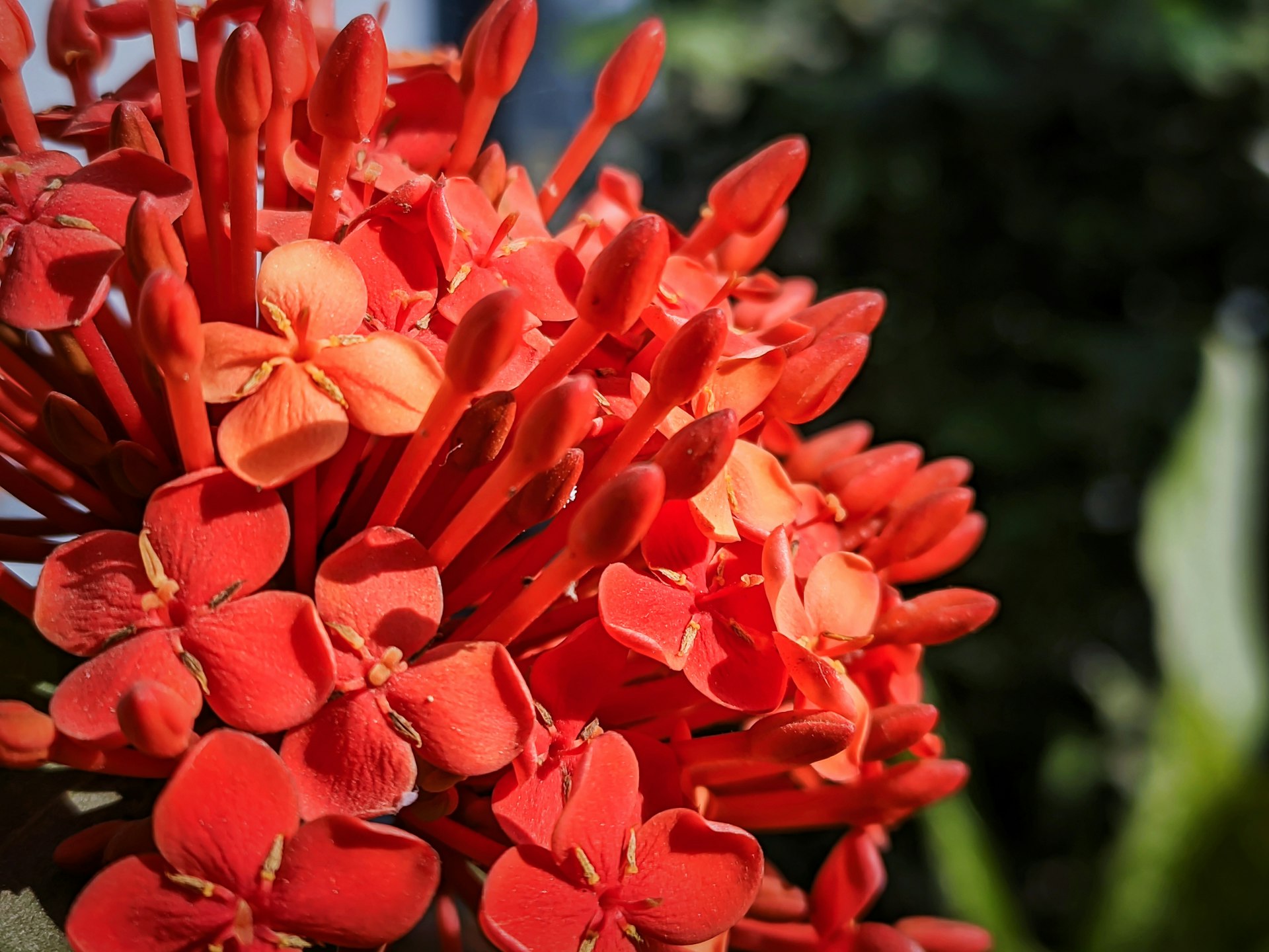 a close up of a bunch of red flowers