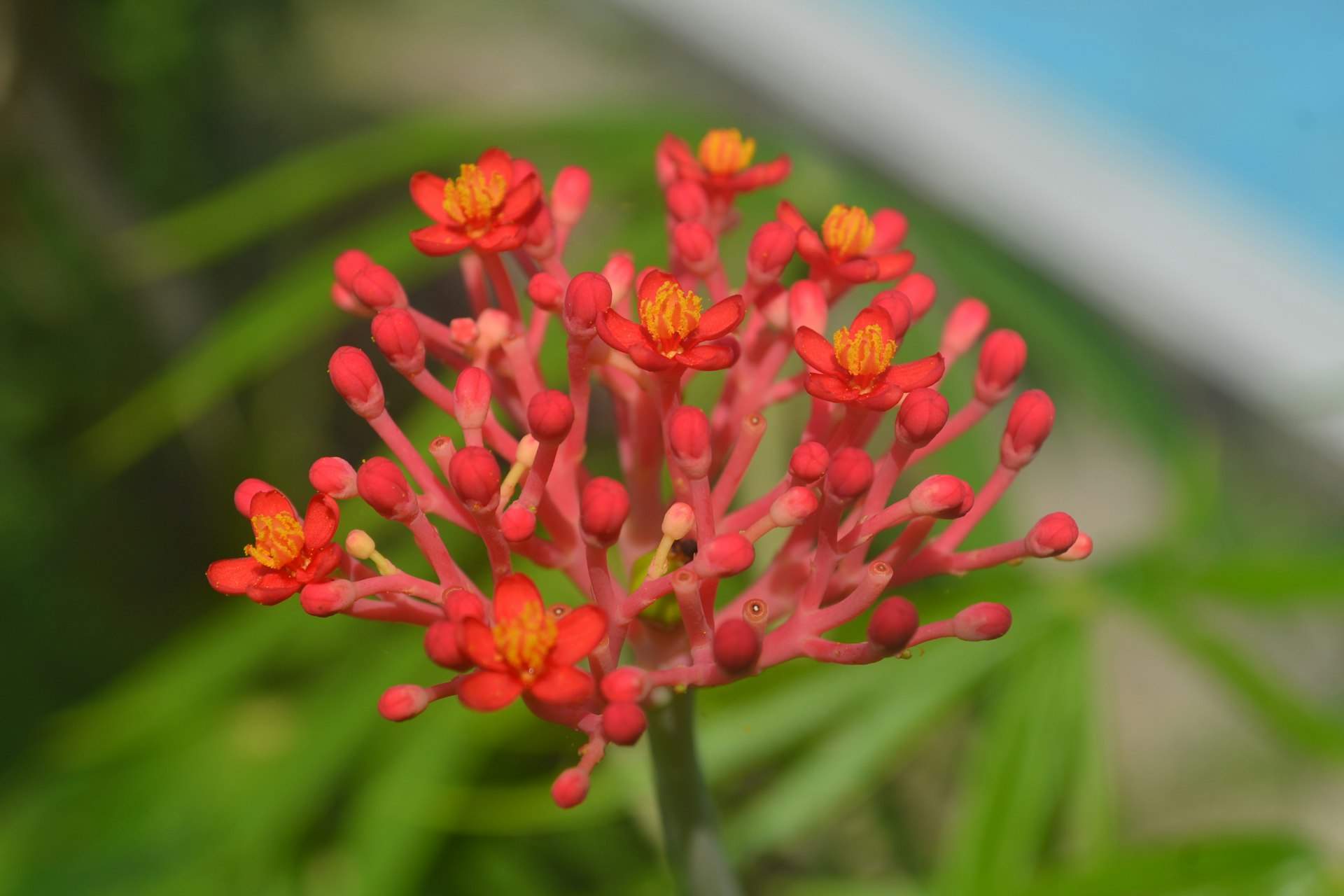 a close up of a red flower with green leaves in the background