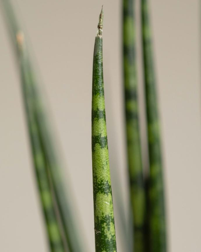 a close up of a plant with green stems