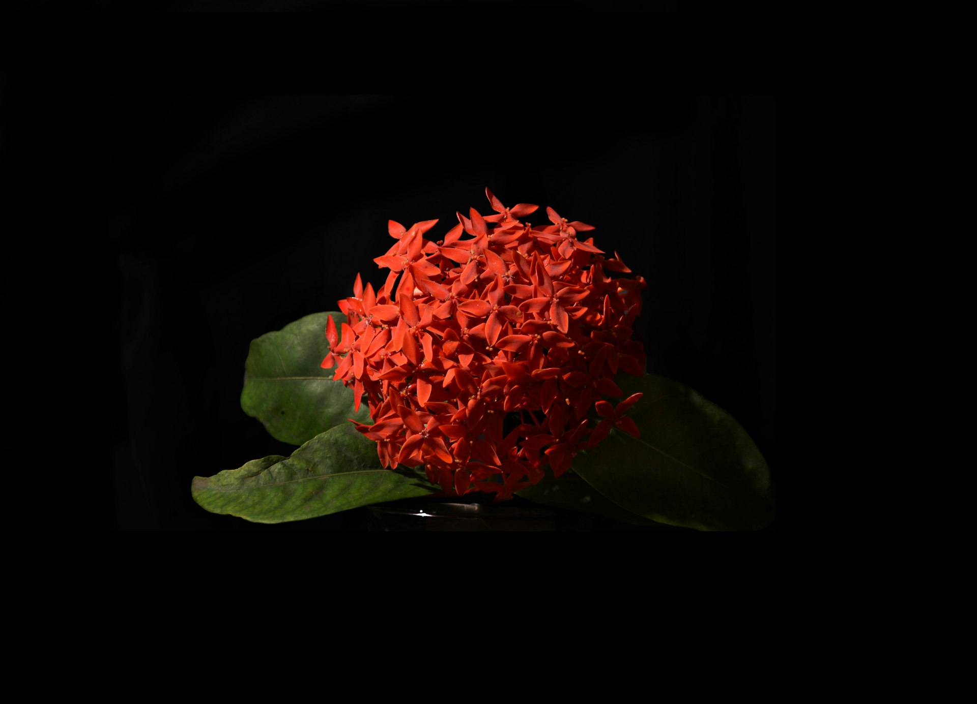 a red flower with green leaves on a black background