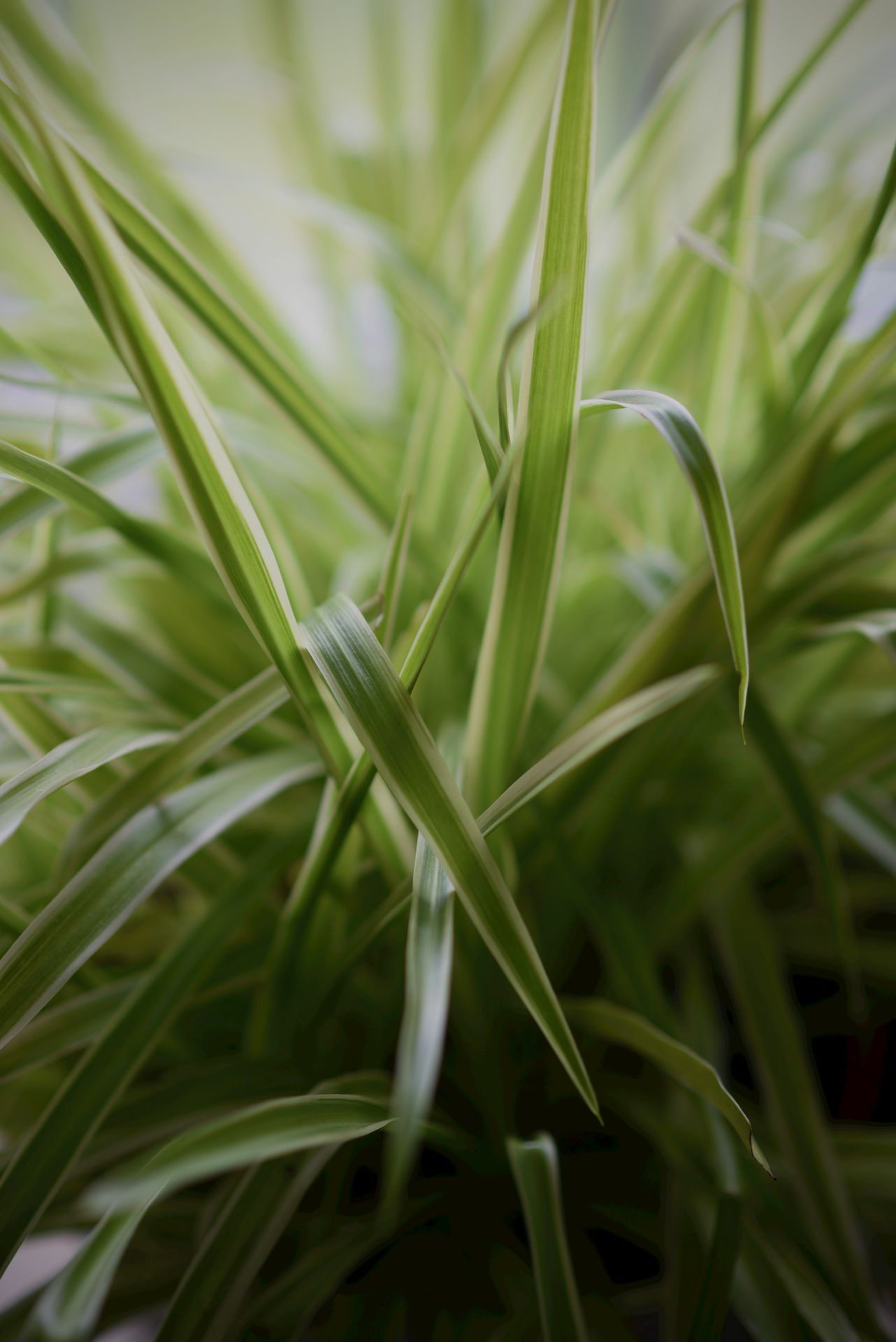 close up of grass