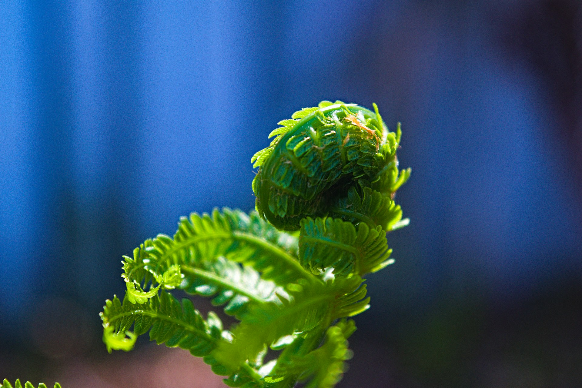 selected focus photography of green leaf plant
