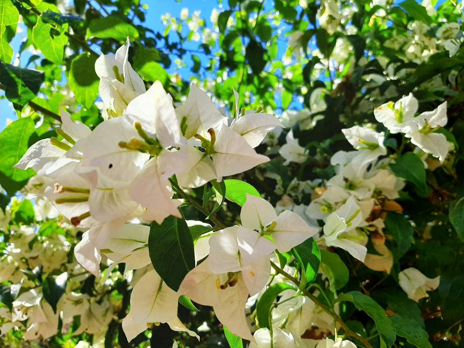 a bunch of white flowers that are on a tree
