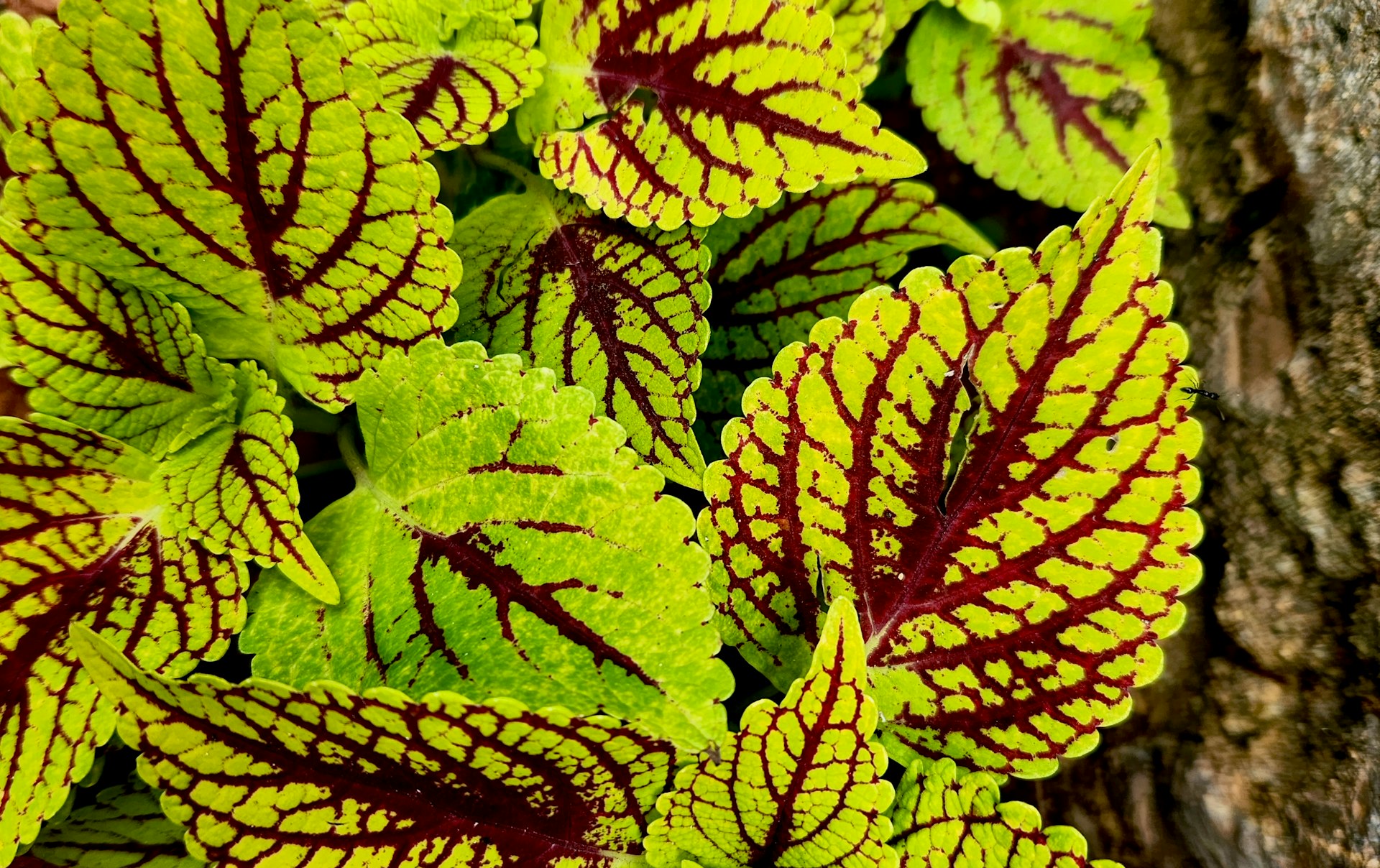 a group of green and red leaves next to a tree