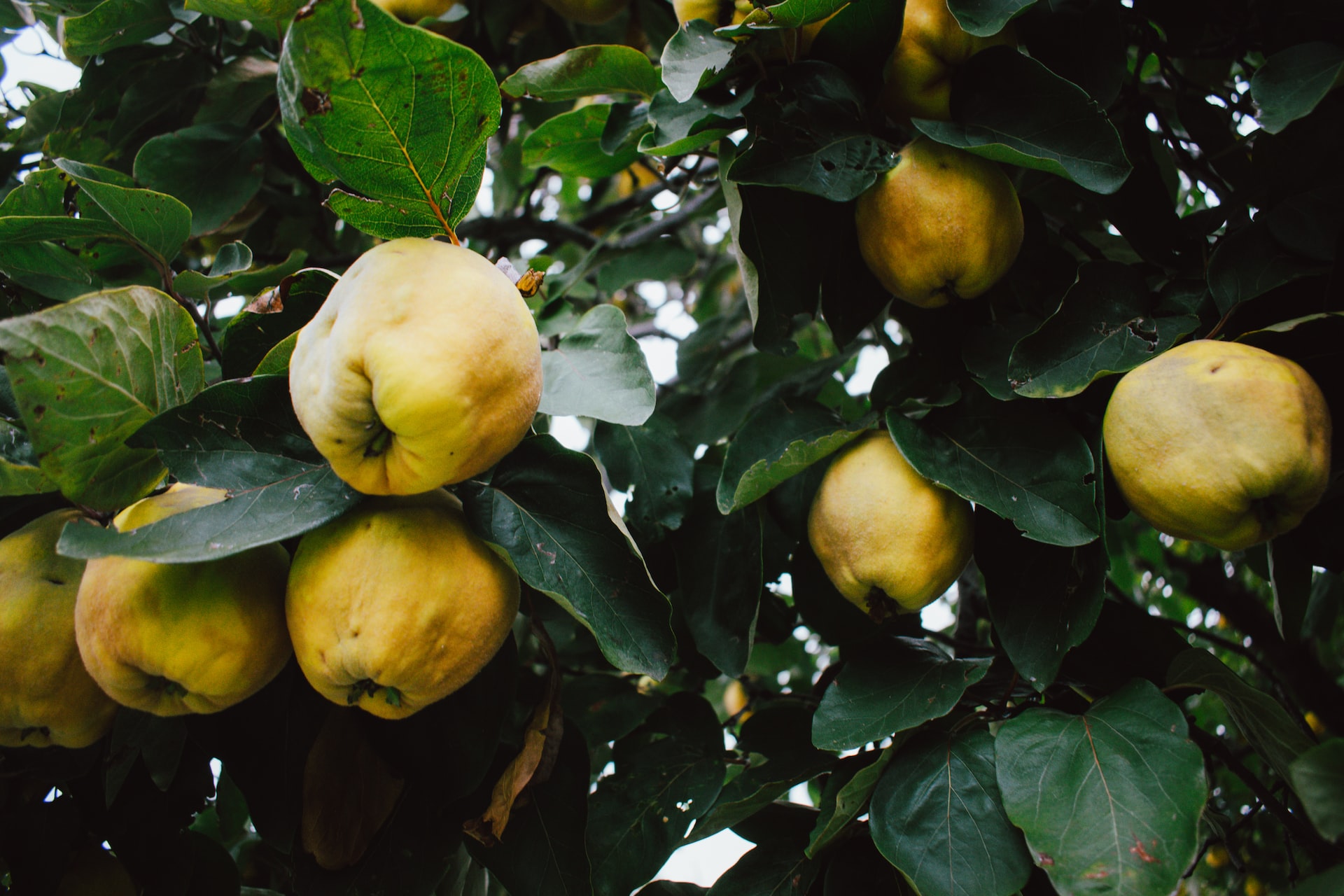 yellow round fruit on green leaves