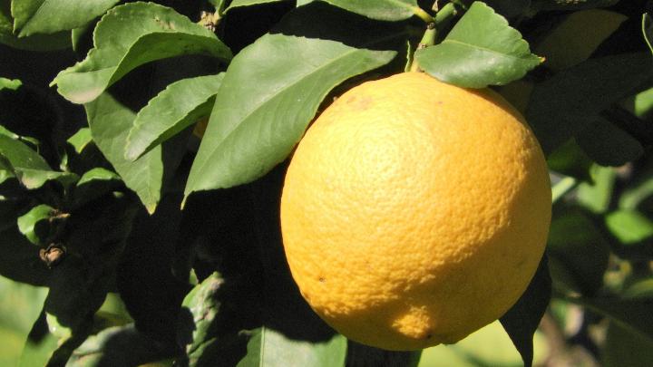 a close up of an orange on a tree