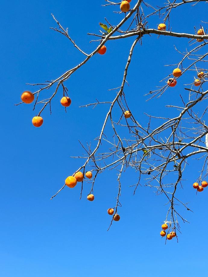 a tree with orange fruits