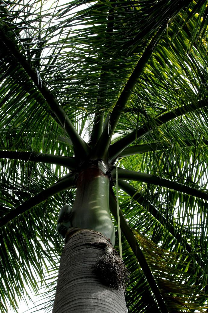 a tall palm tree with lots of green leaves
