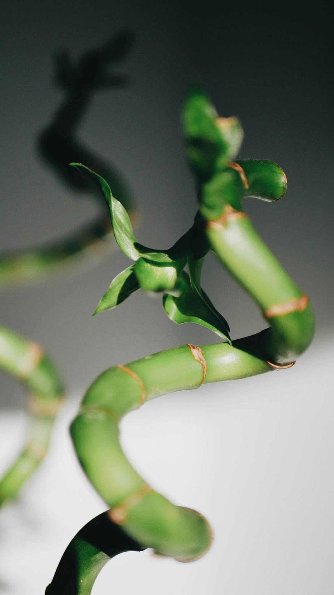 green plant in close up photography