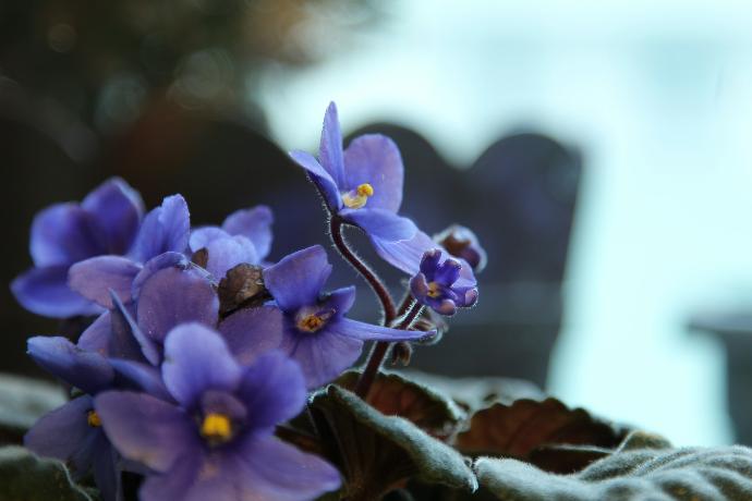 a group of purple flowers sitting on top of a leaf