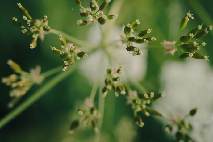 a close up of a plant with tiny flowers