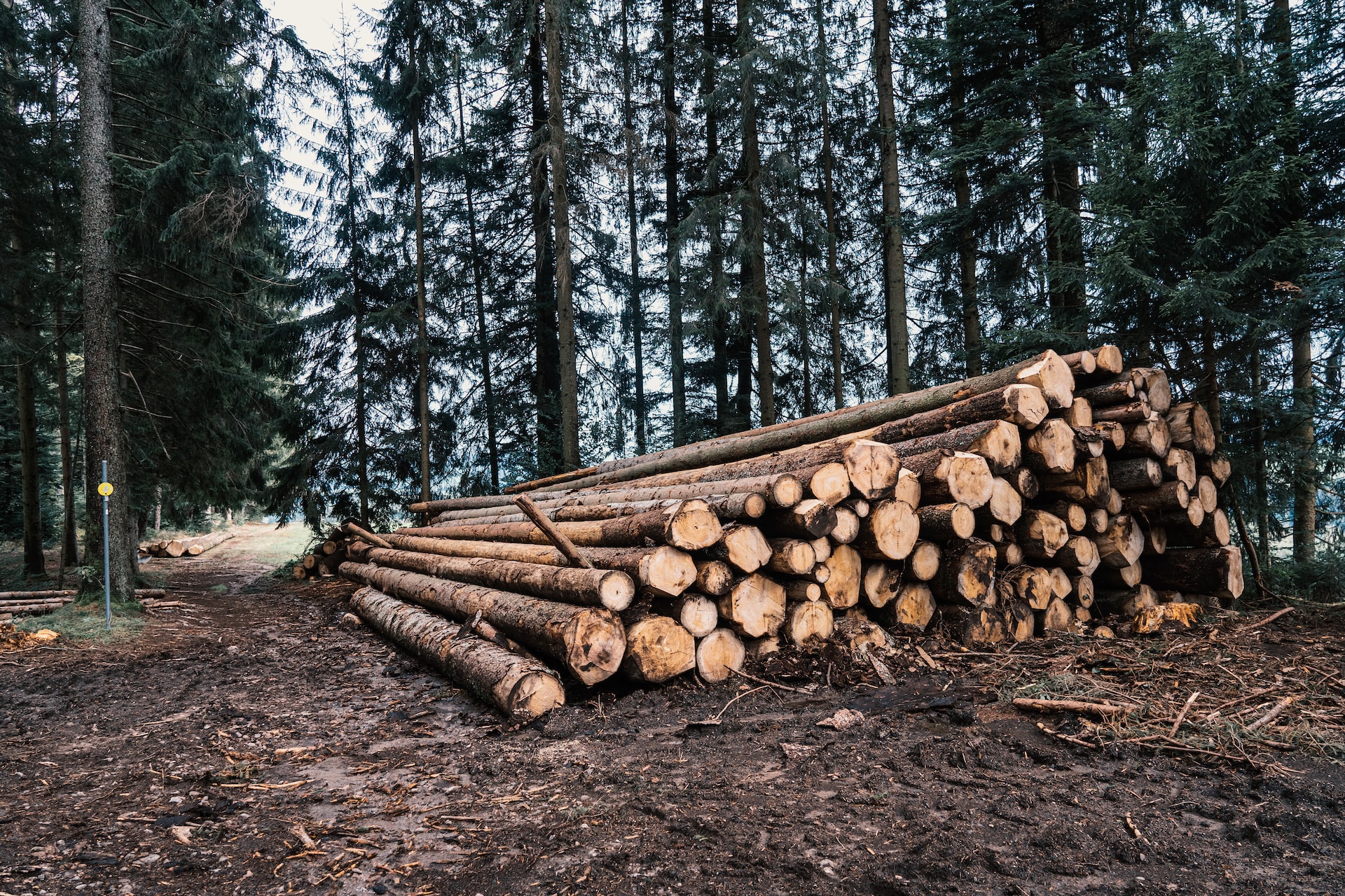 brown wood logs on brown dirt road