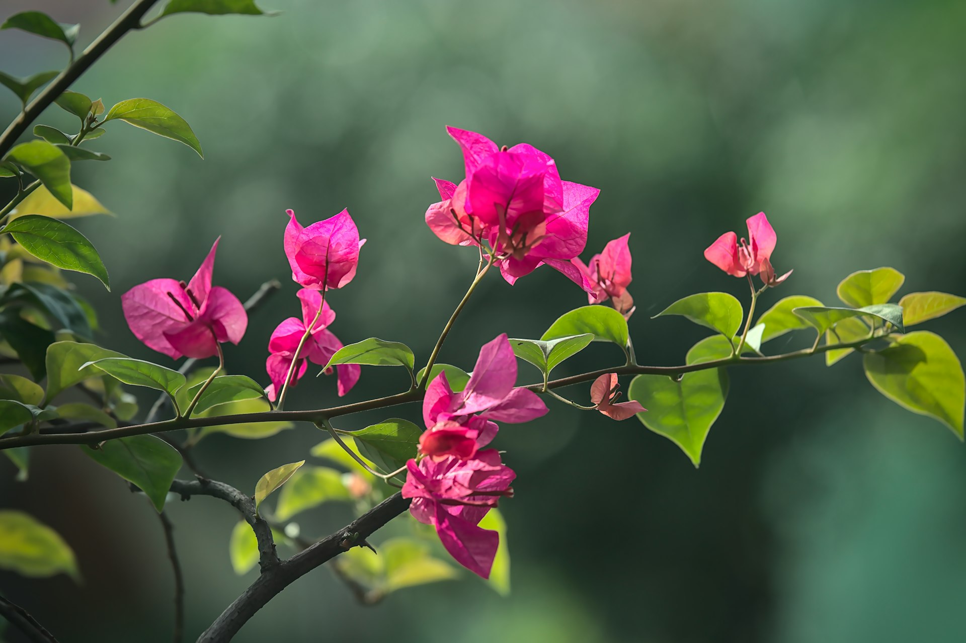 pink flower in tilt shift lens