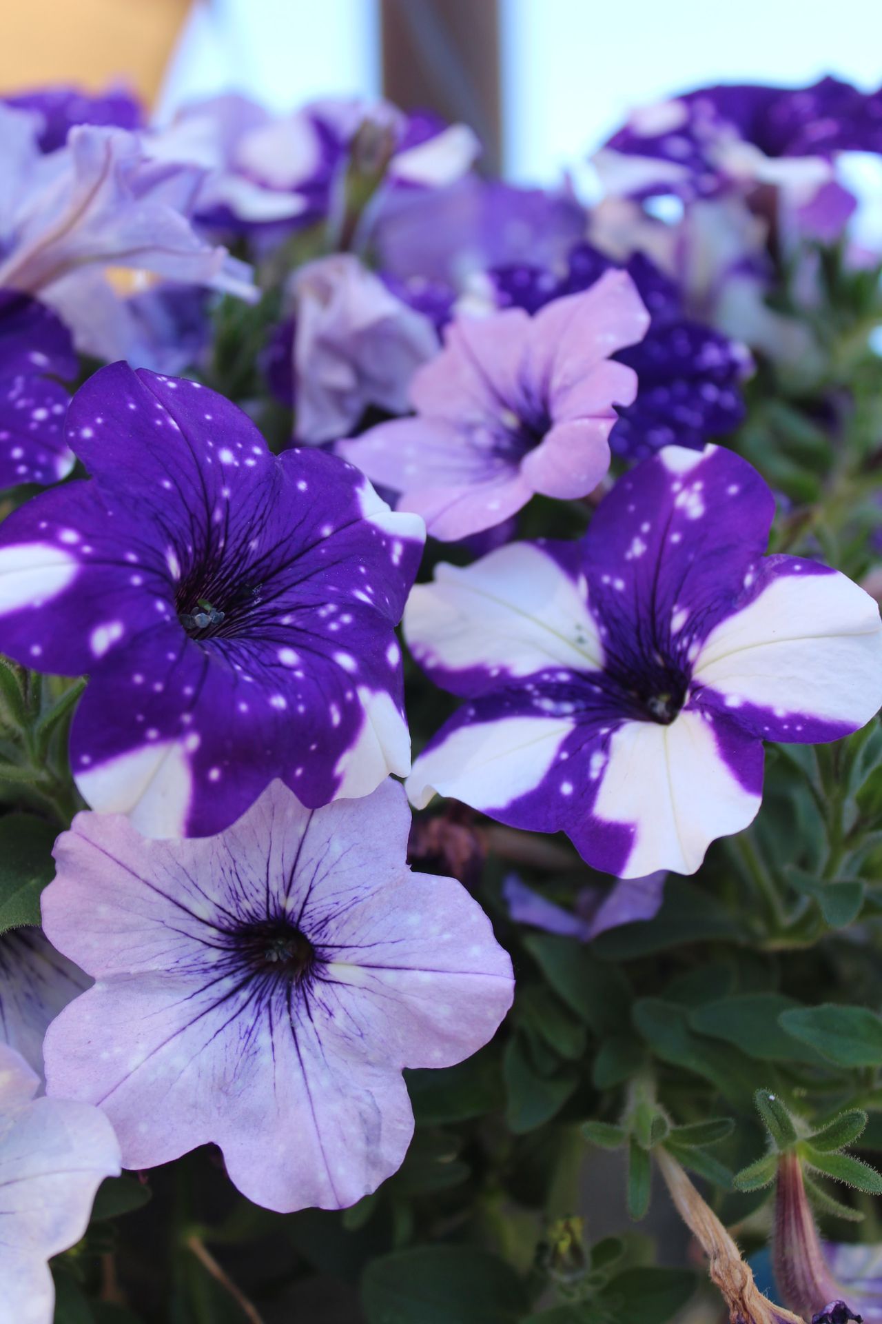 purple and white flower in macro shot