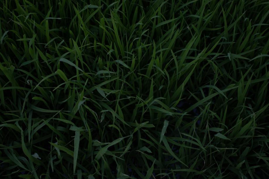 green grass field during daytime