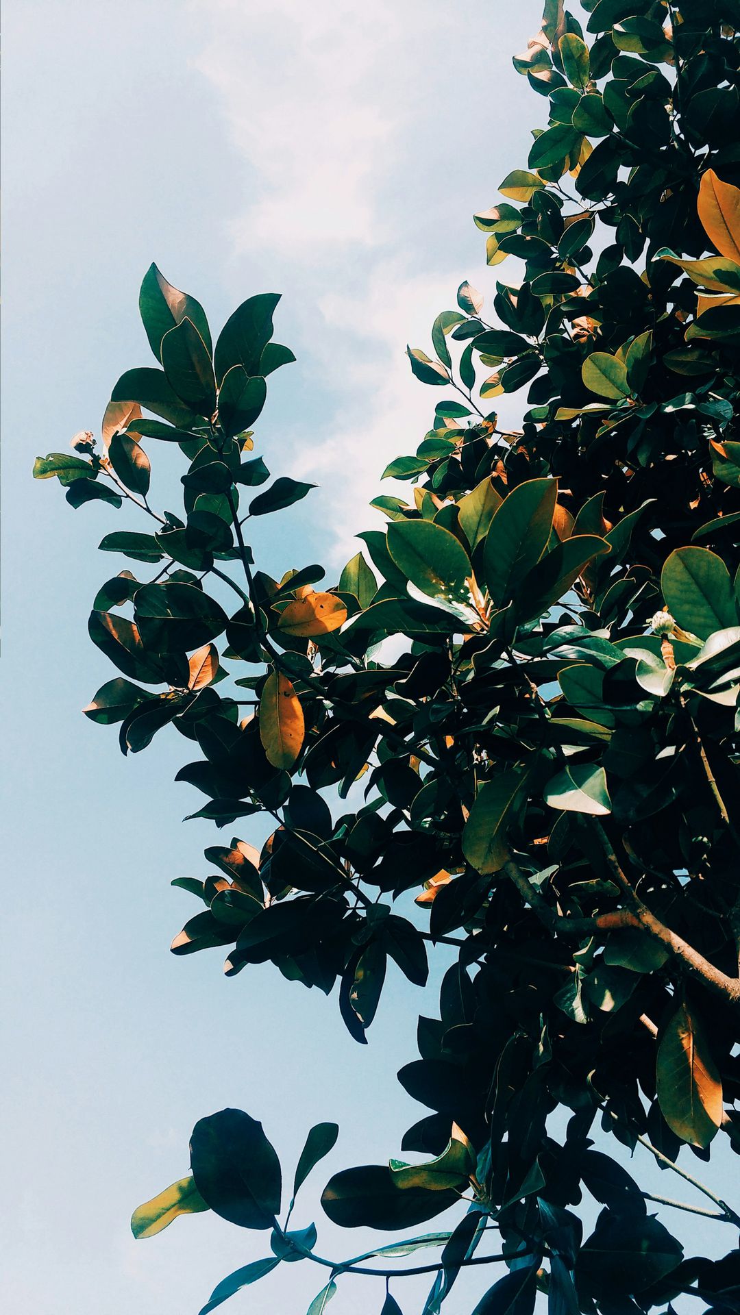a tree with lots of green leaves against a blue sky