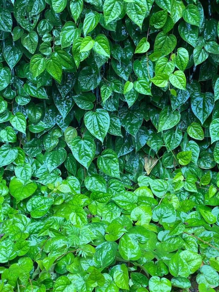 a close up of a bunch of green plants