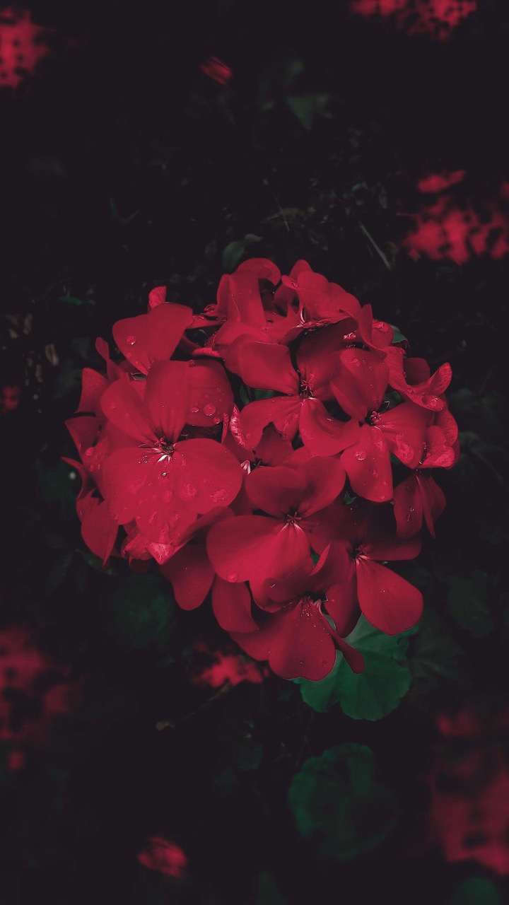 red petaled flower